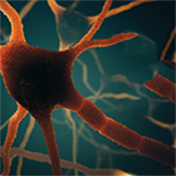 Cover image for "Brain, Aging and Neurodegeneration: Early Detection and Non-Invasive Modulation"