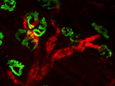 Cover image for research topic "Morphogens in the Wiring of the Nervous System"