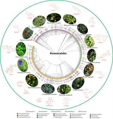 Cover image for research topic "Plant-derived natural compounds in drug discovery: The prism perspective between plant phylogeny, chemical composition, and medicinal efficacy"