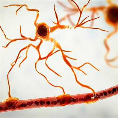 Cover image for research topic "Astrocytes in the Brain Active Milieu"