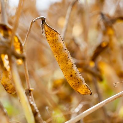 Cover image for research topic "Abiotic Stress Mechanisms and Enhancement in Crops: Physiological and Biochemical Approaches"