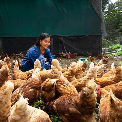 Cover image for research topic "Leveraging Gender, Youth and Social Networks for Inclusive and Transformative Livestock Production in the Tropics and Subtropics"