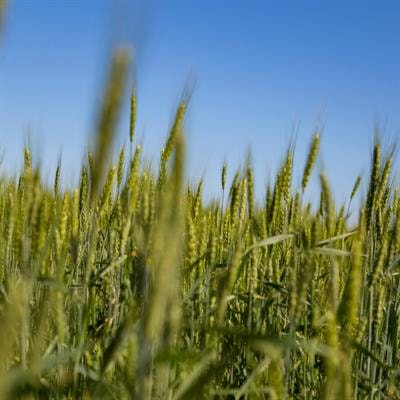 Cover image for research topic "Trends and Perspectives for the Use of Crop Wild Relatives in Crop Breeding"