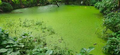 Cover image for research topic "The Response of Microalgae and Plankton to Climate Change and Human Activities"