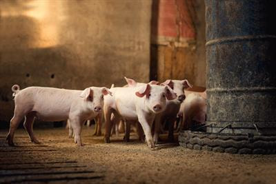 Cover image for research topic "Introducing Novel Trends in the Nutrition of Monogastric Farm Animals for the Production of High-Quality Livestock Products"