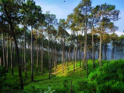 Cover image for research topic "Recent Advances in Understanding the Relationship between Biodiversity and Ecosystem Functioning in Forest Ecosystem"