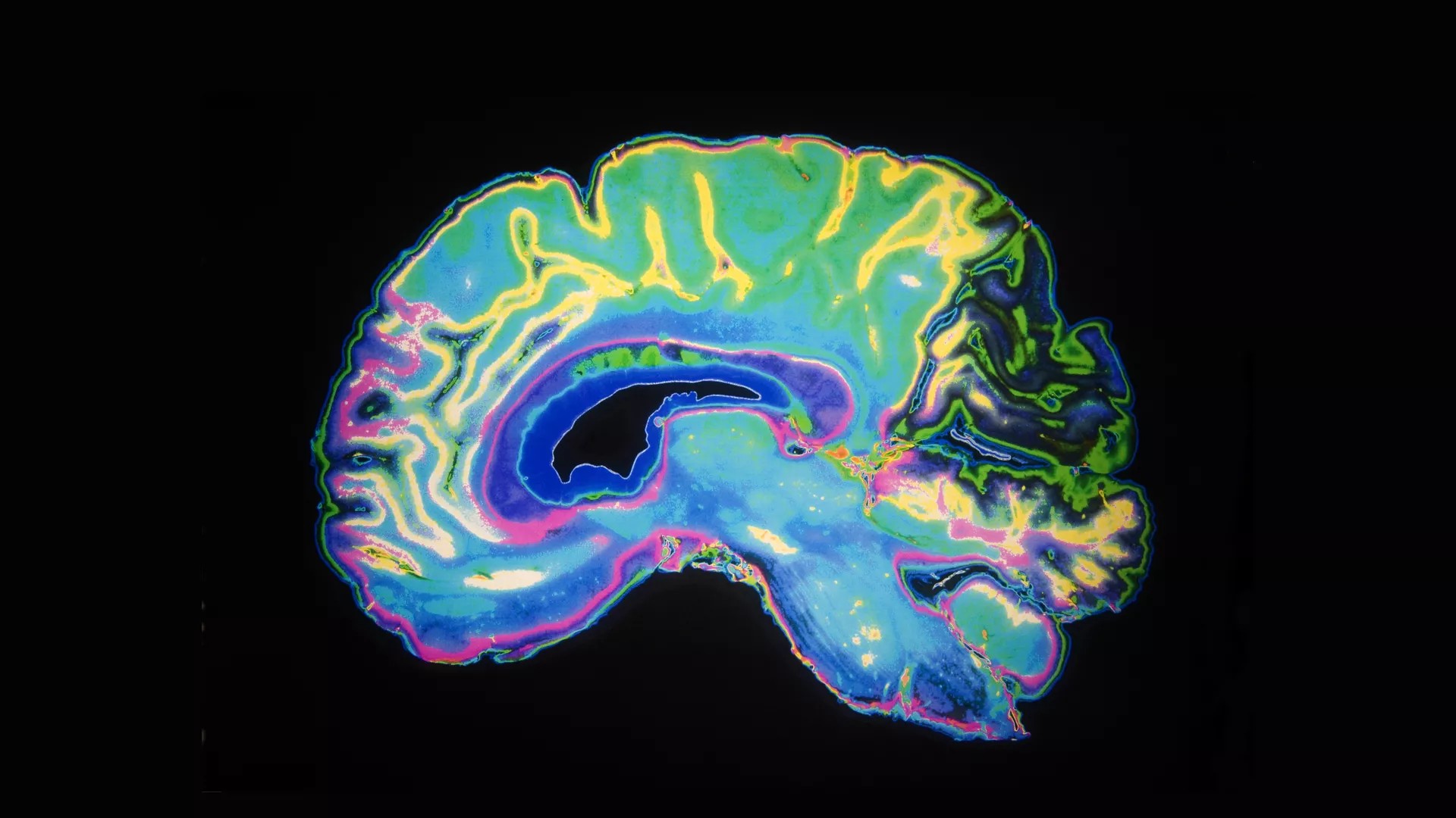 Cover image for "Neuroethology"