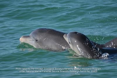 Cover image for research topic "The Dolphins of Sarasota Bay: Lessons from 50 years of Research and Conservation"