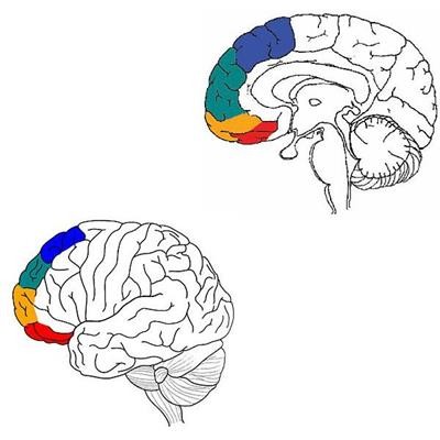 Cover image for "The Four Streams of the Prefrontal Cortex"