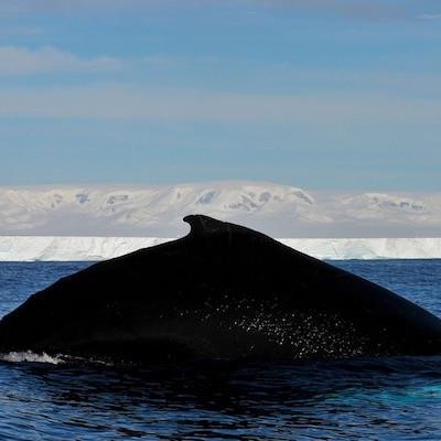 Cover image for research topic "Whales and Climate"