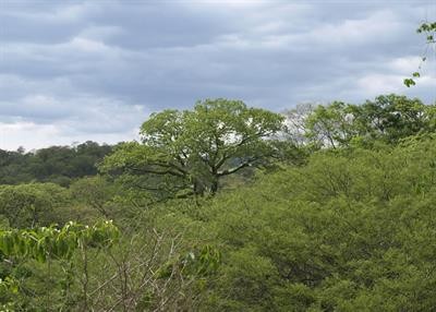 Cover image for "Seasonally Dry Tropical Forests: New Insights for Their Knowledge and Conservation"