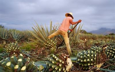 Cover image for "The Role of Agave as Feedstock within a Sustainable Circular Bioeconomy"