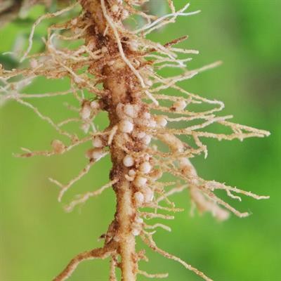 Cover image for "Legume Root Diseases"