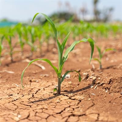 Cover image for research topic "The Impact of Abiotic Stresses on Agriculture: Mitigation through Climate Smart Strategies"