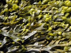 Cover image for research topic "Adaption, Breeding and Cultivation of Seaweeds in the Context of Global Climate Change"
