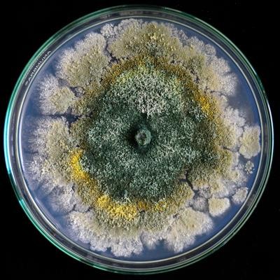 Cover image for research topic "Detection, characterization, and management of plant pathogens"