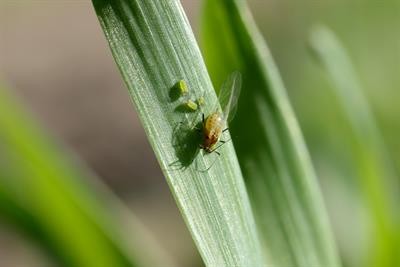 Cover image for research topic "Aphids as Plant Pests: From Biology to Green Control Technology"