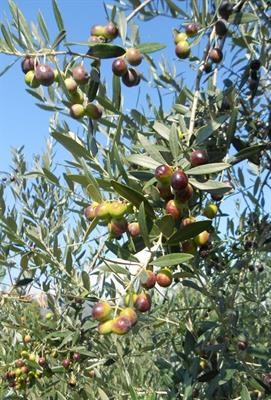 Cover image for research topic "Olive Science"
