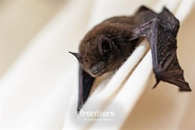 Cover image for "The role of bats and their immune system in structuring host–pathogen interactions"